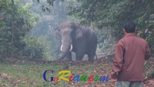 Jika Bertemu Gajah Liar, Ini yang Harus Dilakukan Masyarakat Menurut BBKSDA Riau