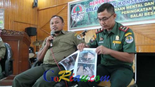 Diotaki Cukong Asal Jambi, Pelaku illegal Logging di Suaka Margasatwa Kerumutan Akhirnya Tertangkap