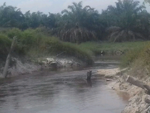 Nelayan Desa Segati Keluhkan Parit Kebun PT MUP Tembus ke Sungai