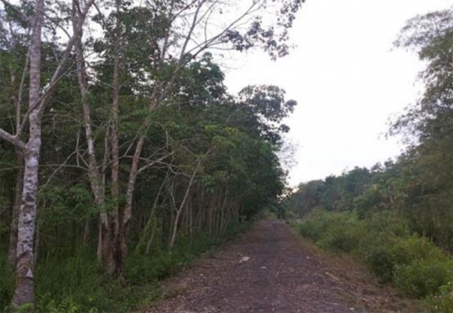FKKM Riau Usulkan Pengelolaan Hutan Multi Pihak
