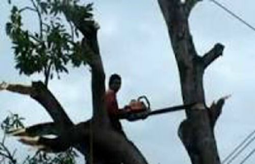 Untuk Kenyamanan Bersama, PLN Rayon Duri Mangkas Pohon Malah UPTD Pasar dan Kebersihan Melarang