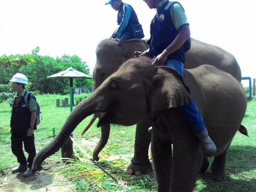 Upaya Selamatkan Konservasi Gajah Sumatera, RAPP Mitigasi Konflik Manusia dengan Gajah