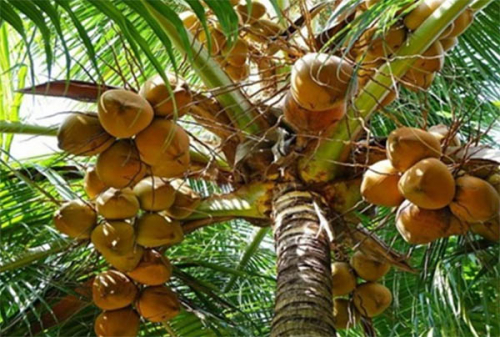 Batang batang panjang pohon kelapa