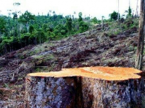 Selamatkan Hutan Lindung Bukit Betabuh, Mantan Legislator Ini Dukung Kejari Inhu Lakukan Proses Hukum