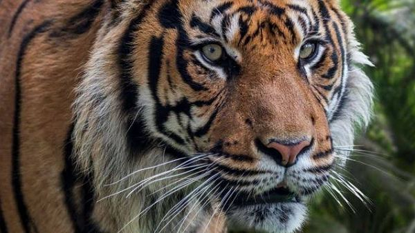 Pria yang Tewas di Dumai Ternyata Diterkam Lebih dari Satu Ekor Harimau Sumatera