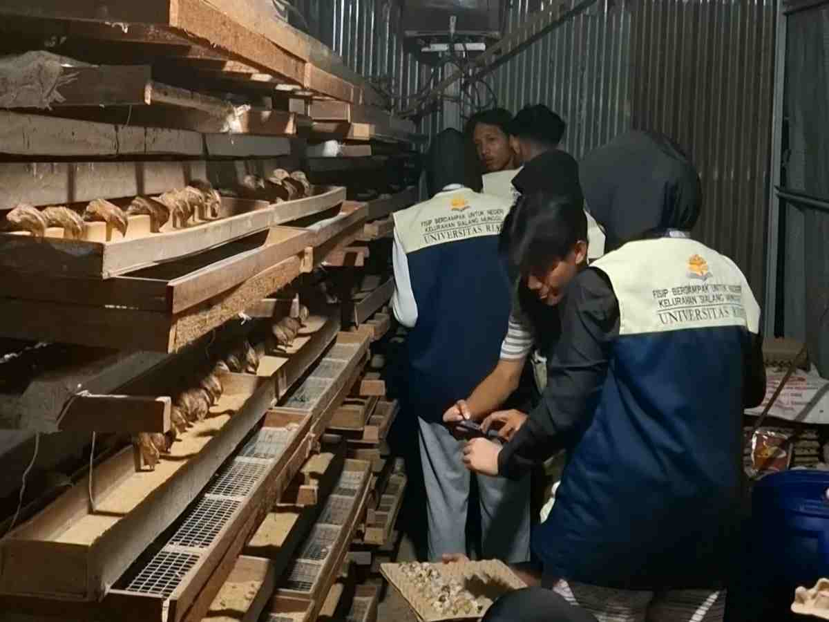 Belajar Ketahanan Pangan, Mahasiswa KKN Unri Gali Potensi Bisnis Peternakan Puyuh di Pekanbaru
