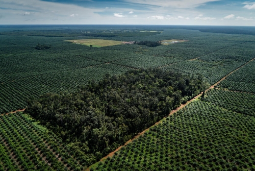 Ini Bukti Syamsuar Kembalikan Tanah Negara yang Dikuasai Korporasi di Riau Untuk Rakyat