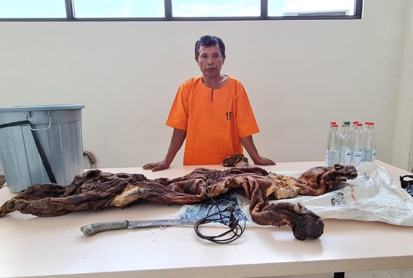 Polda Riau Tangkap Kakek Penjual Kulit Harimau di Kuansing, Satu Pelaku Lompat ke Sungai Lalu Kabur