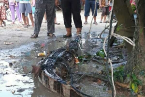 GoRiau Warga Kota Lama Rengat Barat Tangkap Seekor Buaya yang Masuk ke Perkebunan