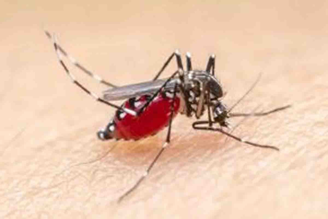 22 Kasus Malaria Ditemukan di Kuala Selat Inhil