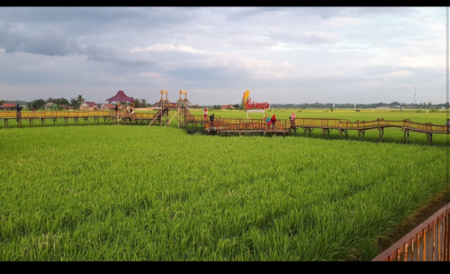 Dalam Dua Tahun, 230 Hektar Lahan Sawit di Bungaraya Siak Dialihfungsikan Menjadi Sawah