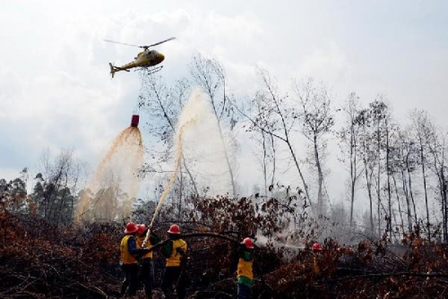 Sebelas Bulan Terakhir, 35 Pembakar Hutan di Riau Ditangkap