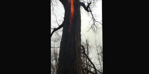 Geger `Pohon Neraka`, Api Membara dalam Batang, Ini Fotonya
