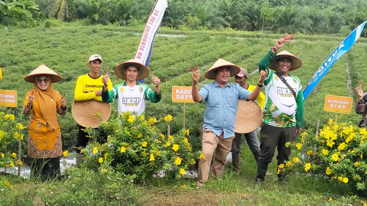 Lakukan Inovasi, Dinas Ketahanan Pangan dan Pertanian Pertahankan Rohil Sebagai Lumbung Padi Riau