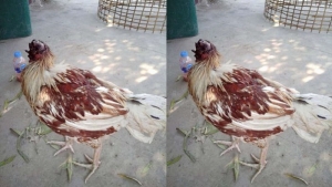 GoRiau Ayam Jantan Ajaib, Bertahan Hidup Tanpa Kepala, Ini Penampakannya