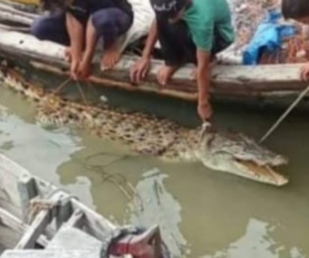 Nelayan Panipahan Tangkap Buaya dengan Panjang Dua Meter