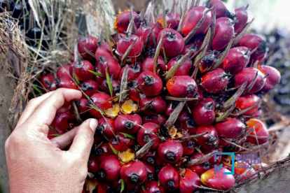 GoRiau Dana Bagi Hasil Sawit Riau Belum Bisa Diambil, Masih Tunggu PMK