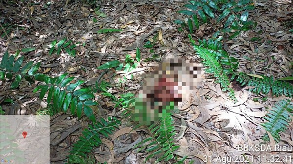 Kepala Remaja yang Tewas Diduga Diterkam Harimau di Siak Ditemukan Tinggal Tengkorak