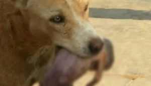 GoRiau Menakjubkan, Seekor Anjing Selamatkan Bayi yang Ditemukannya di Tempat Sampah, Ini Fotonya