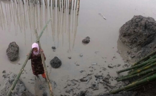Luar Biasa, Ibu-ibu Desa Anaksetatah Meranti Buat Penahan Gelombang dari Bambu