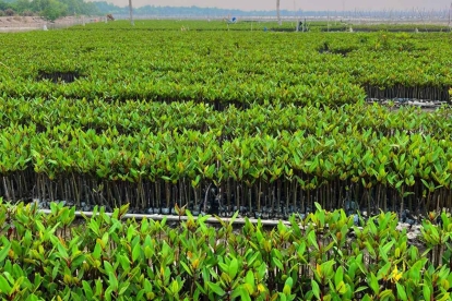 GoRiau Rehabilitasi Ekosistem Pesisir Riau, Program M4CR Tanam 11,5 Juta Bibit Mangrove di Lima Kabupaten
