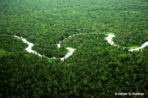 Luar Biasa, Korporasi Berhasil Babat 252.172 Ha Hutan Alam Riau