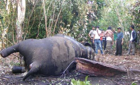 Sepanjang 2013, 13 Gajah Sumatera di TNTN Riau Mati Dibunuh