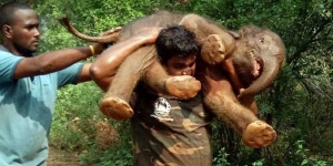 GoRiau Mengagumkan, Seorang Pria Gendong Anak Gajah untuk Menyelamatkannya