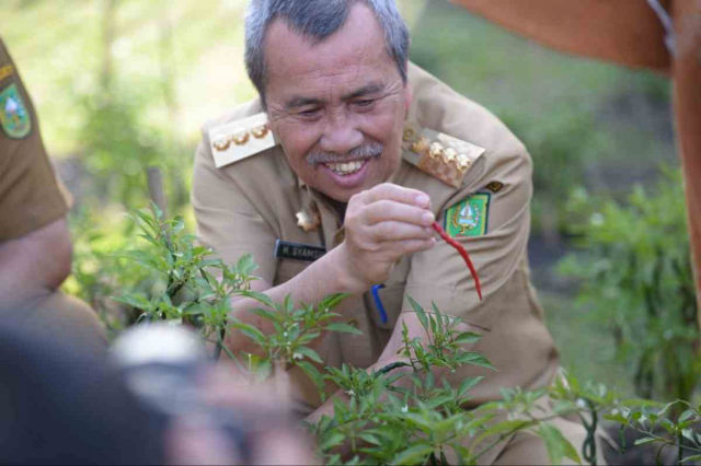 GoRiau Gubernur Riau Syamsuar memanen