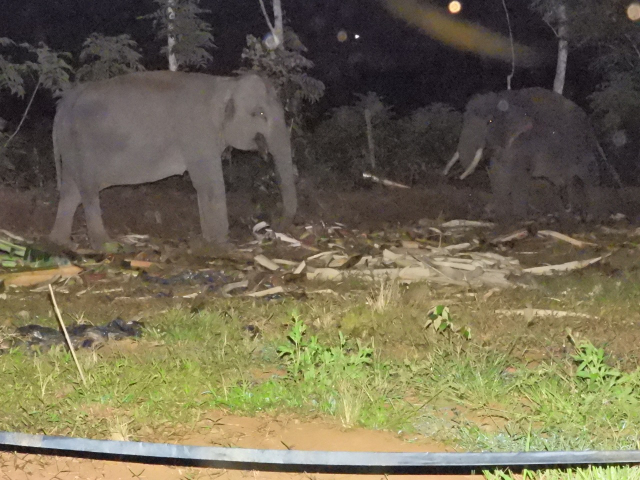 GoRiau Gajah liar saat mendekati gaja