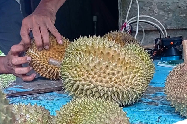 GoRiau Durian Pusako Desa Senderak Be