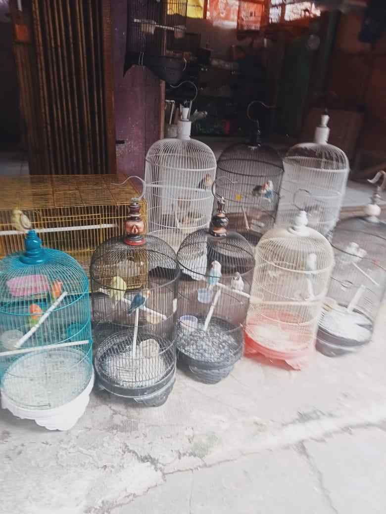 GoRiau - Meneroka Bisnis Burung Berkicau Di Pasar Palapa Pekanbaru ...